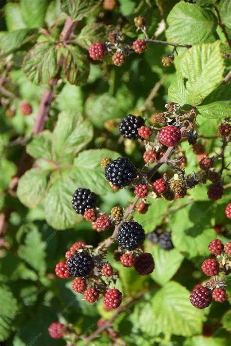 Cesta de moras silvestres frescas recién recolectadas en el campo