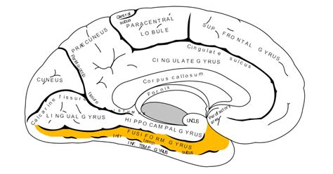 Diagrama del cerebro humano destacando el giro fusiforme facial