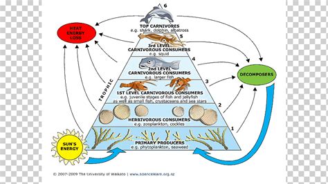Ilustración de la cadena alimenticia en el ecosistema marino, mostrando la competencia entre el salmón escapado y especies nativas.