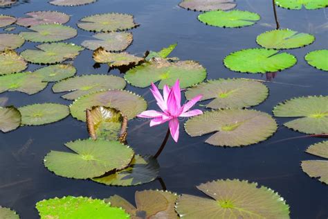 Flor de loto en un estanque, representando pureza y renacimiento.