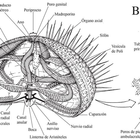 Esquema de un erizo de mar, mostrando su anatomía externa e interna, incluyendo las gónadas y la linterna de Aristóteles.