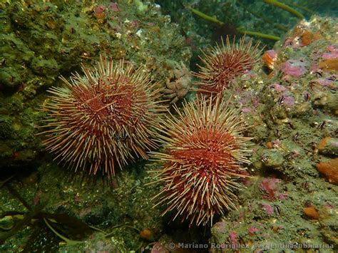 Mapa de distribución del erizo rojo comestible (Loxechinus albus) en la costa sudamericana.