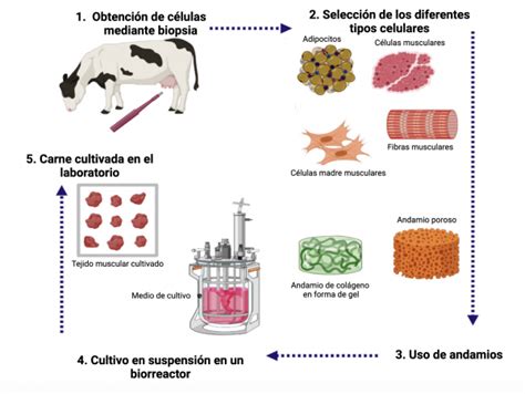 Ilustración detallada del proceso de cultivo celular para producir carne en laboratorio, mostrando la extracción de células, el medio de cultivo, el biorreactor y la formación de fibras musculares.