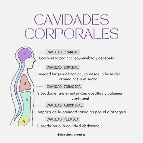 Ilustración de cómo dibujar los círculos para las cavidades de los cupcakes en la cartulina