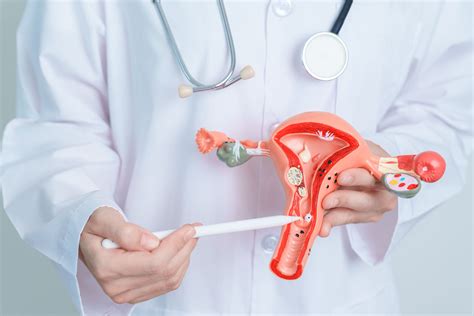 Esquema anatómico de las glándulas de Bartolino y su ubicación en la vulva