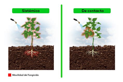 Esquema de acción sistémica y de contacto de un fungicida/bactericida en plantas.