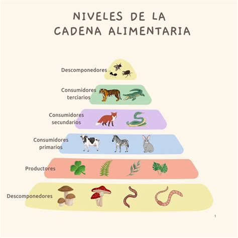 Esquema de la cadena alimentaria de los salmónidos: algas, microcrustáceos y su relación con la acumulación de carotenoides en el tejido muscular.