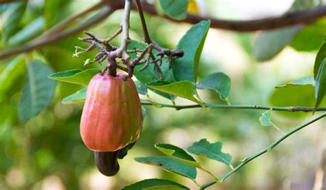 Fruto de la nuez de la India (Aleurites moluccana)