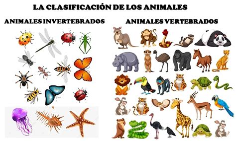 Infografía comparativa de animales vertebrados e invertebrados, destacando la ausencia de columna vertebral en estos últimos.