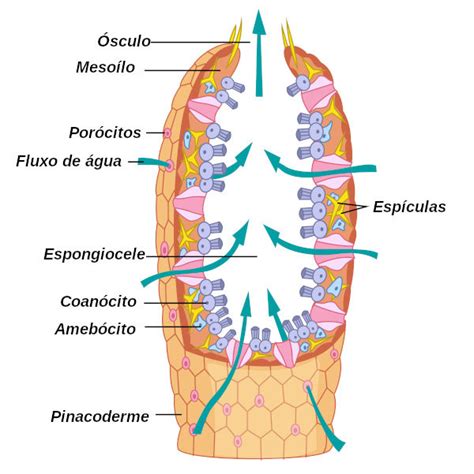 Esquema de una esponja de mar, mostrando los poros de entrada, el oscúlo y el flujo de agua.