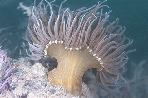 Ilustraciones de una anémona, una medusa y un coral, destacando sus tentáculos y boca.