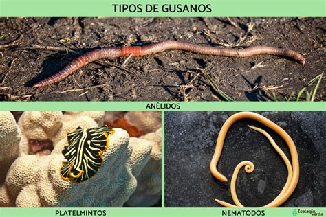 Detalle de una tenia (gusano plano) y gusanos redondos (nematodos) encontrados en pescado.