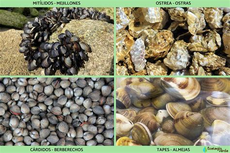 Ejemplares de caracol (gasterópodo), pulpo (cefalópodo) y mejillones (bivalvos).