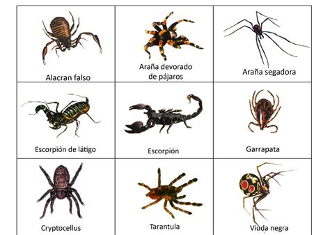 Mosaico de imágenes mostrando diferentes artrópodos: mariposa (insecto), araña (arácnido), ciempiés (miriápodo) y langostino (crustáceo).