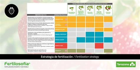 Calendario de fertilización para frambuesas negras