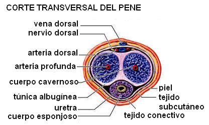 Esquema anatómico del pene mostrando los cuerpos cavernosos y el cuerpo esponjoso.