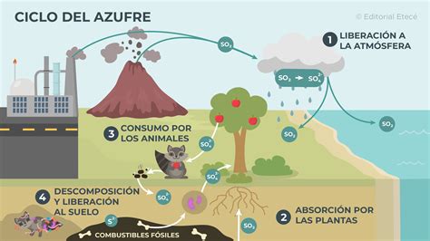 Diagrama que ilustra cómo el azufre en la cebolla mejora la circulación sanguínea y la nutrición del folículo piloso.