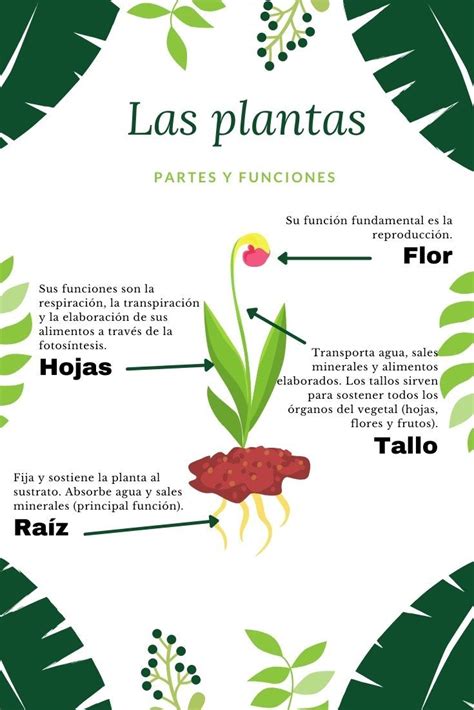 Infografía sobre las plantas que contienen ácido ursólico, destacando la manzana