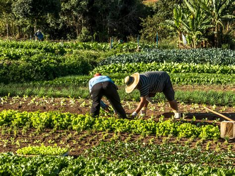 Foto ilustrativa de un agricultor local en su campo