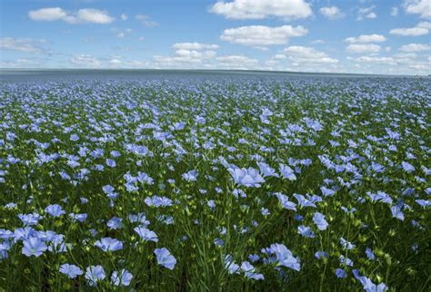 Campo de lino en floración, mostrando las semillas de las que se obtiene la harina