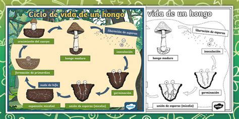 Esquema sobre el papel de los hongos en el ciclo de nutrientes y su simbiosis micorrícica con las raíces de los árboles.