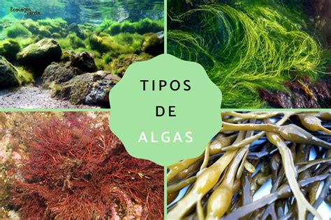 infografía sobre los diferentes tipos de algas marinas y sus colores