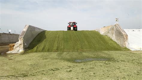 Infografía: Proceso de ensilado de maíz y factores que influyen en su calidad