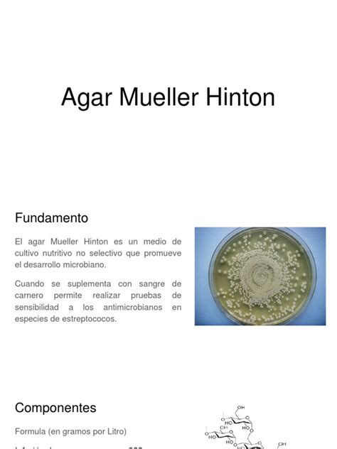 Composición del agar Mueller-Hinton con extracto de carne, caseína y almidón.