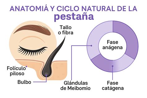 Ilustración detallada de la estructura de una pestaña y cómo la máscara la recubre para dar volumen.