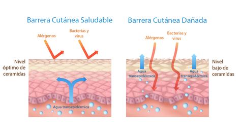 Esquema de la barrera cutánea: representación de cómo el dexpantenol penetra en las capas profundas para estimular la regeneración celular y restaurar la función protectora.