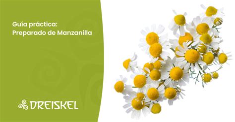 Diagrama explicativo de la preparación biodinámica del preparado de manzanilla 503, mostrando los intestinos bovinos y las flores de manzanilla.