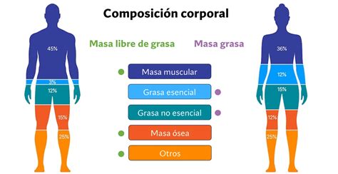 ilustración anatómica mostrando la distribución de grasa en un cuerpo tipo manzana