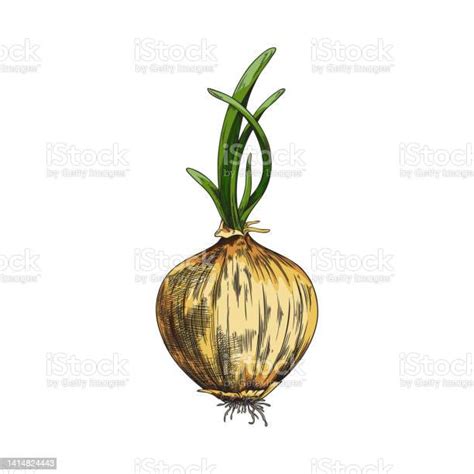 Ilustración de un bulbo de cebolla con raíces y brotes