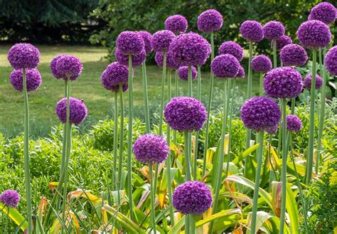 Composición de flores de Alliums ornamentales de diferentes tamaños y colores
