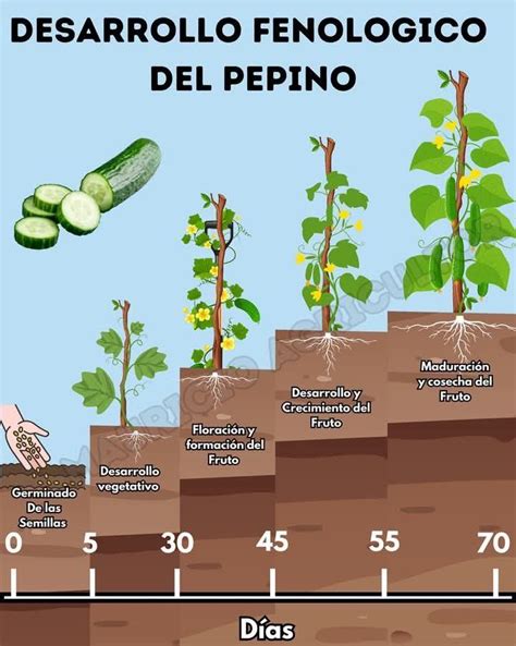 infografía detallando la influencia de la temperatura en el crecimiento del pepino