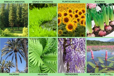 Collage de imágenes mostrando diferentes tipos de plantas adecuadas para muros verdes, como helechos, azaleas, geranios y potos.