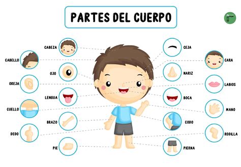 Esquema de las partes del cuerpo afectadas por el consumo de alcohol