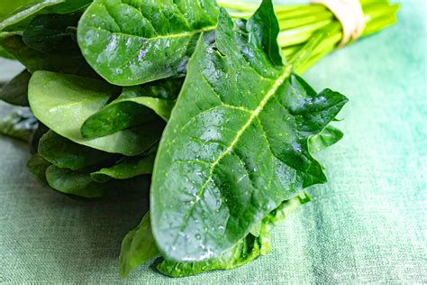 infografía sobre los tipos de hojas de espinaca (lisa, rizada, semi-savoy)