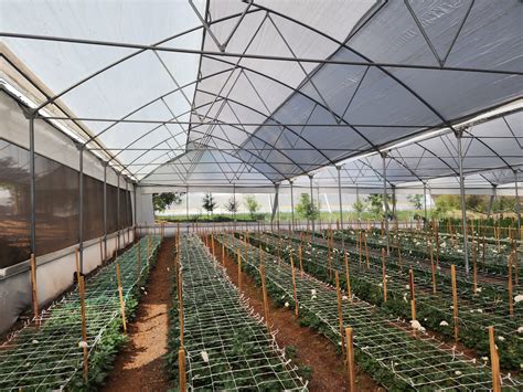 vista interior de un invernadero con cultivos de espinaca