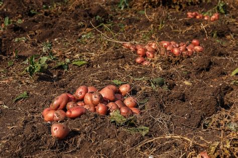 Fotografía de papas meñarki recién cosechadas y listas para ser cocinadas