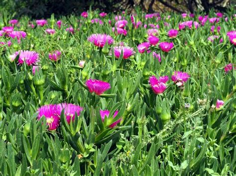 Ilustración detallada de la planta Carpobrotus edulis, mostrando sus flores y hojas