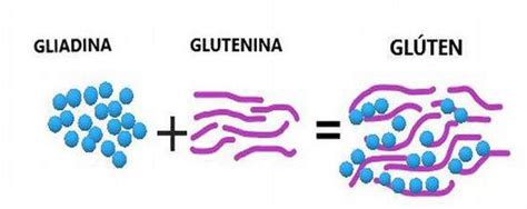 Esquema de la estructura del gluten y sus componentes proteicos, gliadina y glutenina.