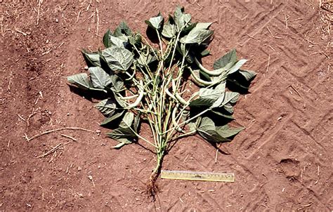 Fotografía técnica de la planta de poroto Trepador-INIA mostrando su hábito de crecimiento guiador y desarrollo de vainas.