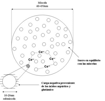 Esquema técnico que muestra la red tridimensional de caseína en el yogur y cómo el almidón reticulado rellena los espacios vacíos para mantener la viscosidad.