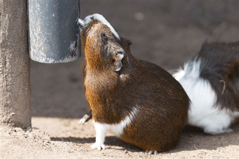 Cobaya bebiendo agua de un bebedero, ilustrando la importancia de la hidratación