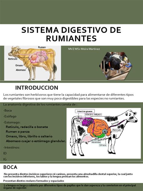 Esquema comparativo del sistema digestivo de rumiantes frente a monogástricos y el recorrido de los nutrientes bypass