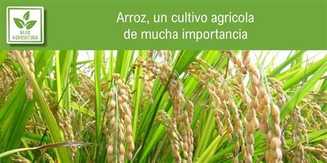 Mapa de las regiones de cultivo de arroz en el subcontinente indio
