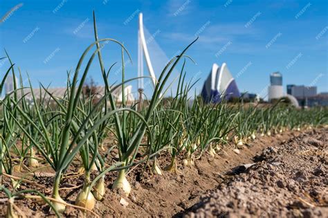 Campo de cebollas cultivadas