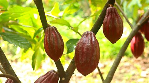 Secuencia de imágenes: flor de cacao, mazorca de cacao en el árbol, mazorca cosechada