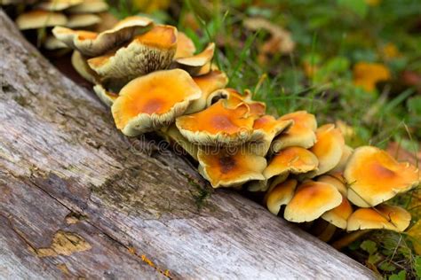 Recolectora de hongos en el bosque
